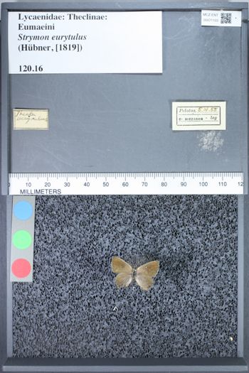 Media type: image;   Entomology 71103